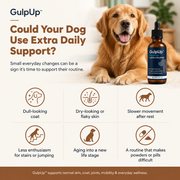 Could Your Dog Use Extra Daily Support - GulpUp wellness infographic
